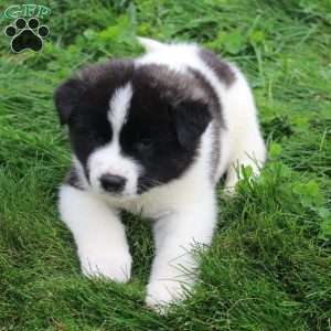 AKC  Bonnie, Akita Puppy